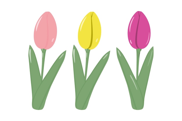 Set of 3 colorful spring blooming tulips in trendy shade of soft pink bright yellow and crimson Sticker Icon Isolate EPS Vector for poster banner brochure greeting card price label or web