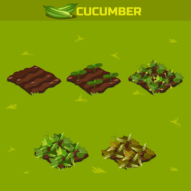 Set 3. isometric stage of growth cucumber