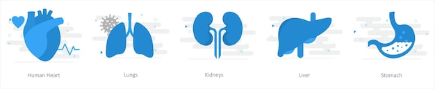 Vector a set of 5 mix icons as human heart lungs kidneys