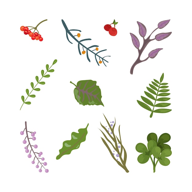 A set of abstract leaves and berries Vector illustration