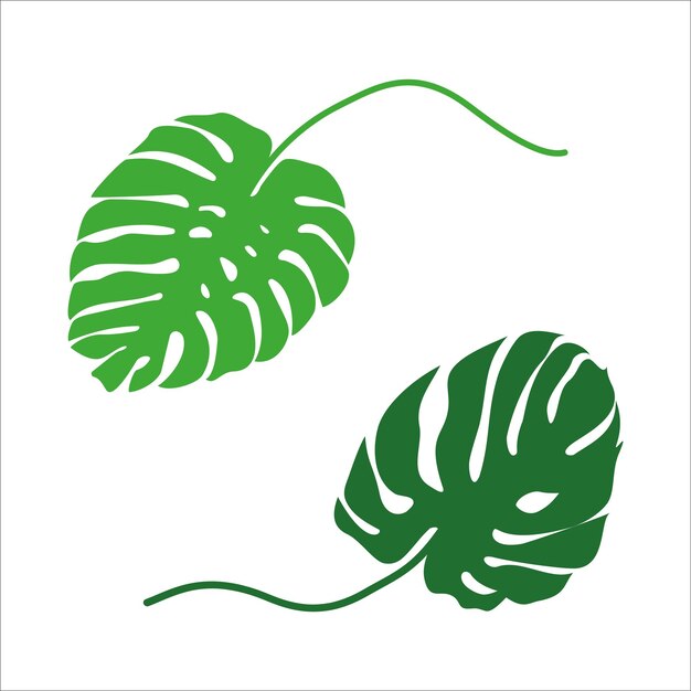 set abstract leaves silhouette monstera green color nature ecology botany flora houseplant leaves