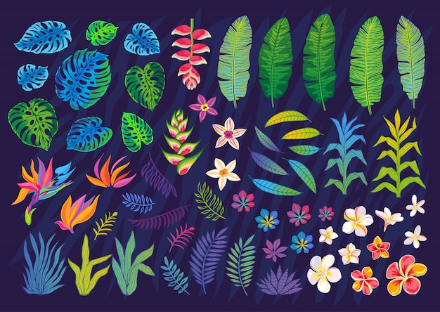 Vector set of abstract tropical plants, flowers, leaves.   design elements. wildlife colorful floral jungle. rainforest art background.   illustration