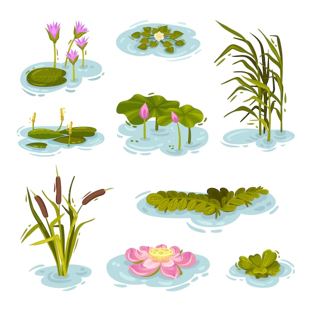 Set afbeeldingen van planten op het water. illustratie op witte achtergrond.