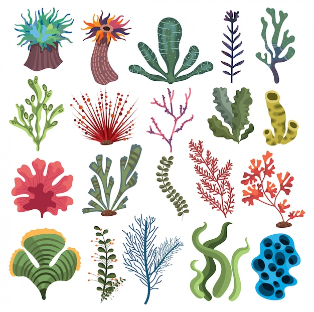 Vector set of algae. collection of cartoon algae. illustration for children of underwater plants.