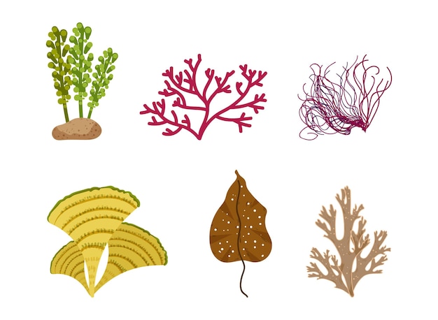 Vector set of algae