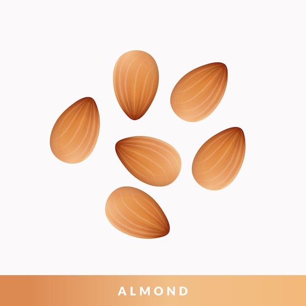 Vector set of almonds illustration isolated on white background