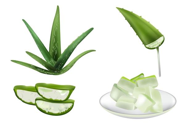 Vettore set di aloe vera