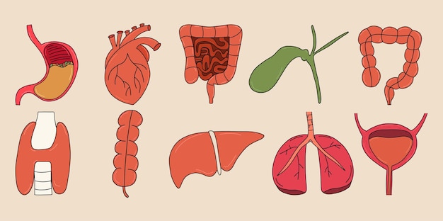 Vettore set di organi interni umani anatomici stomaco fegato cistifellea vescica cuore intestino cuore fegato polmone cieco appendicite illustrazione vettoriale