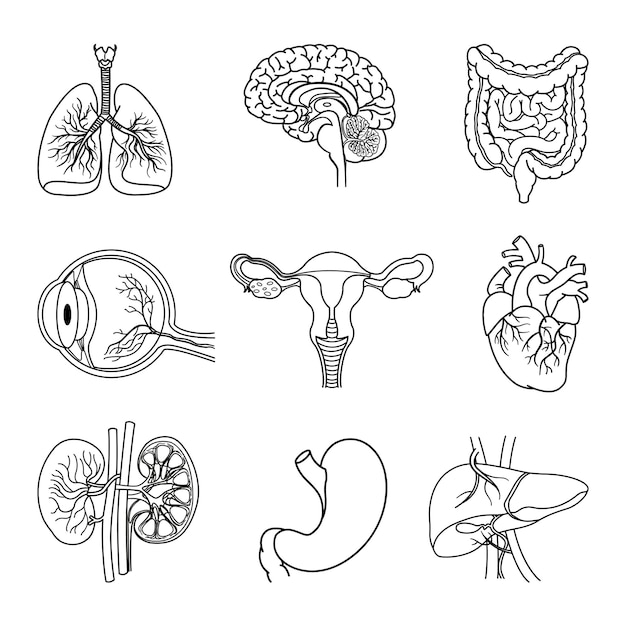 set of anatomy of human organs for coloring