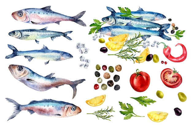 Set of anchovies sardine and vegetables watercolor illustration isolated on white Sea fish sardine