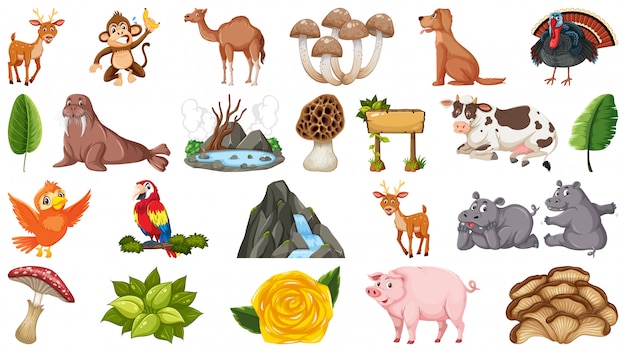 Set of animals and plants