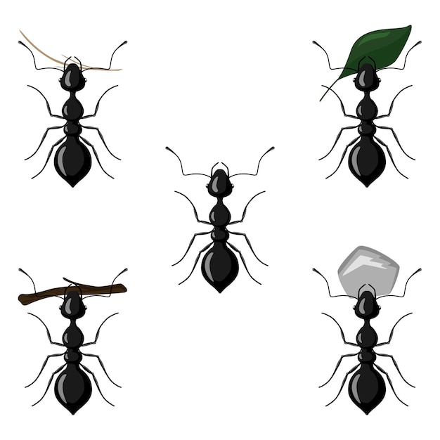 Impostare il sentiero delle formiche trasportare foglie, ciottoli e ramoscelli isolati su uno sfondo bianco. progettare elementi di natura piatta.