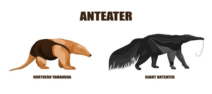 वेक्टर set anteaters illustration on isolated white background. vector illustration two animals from south america giant anteater and tamandua northern.