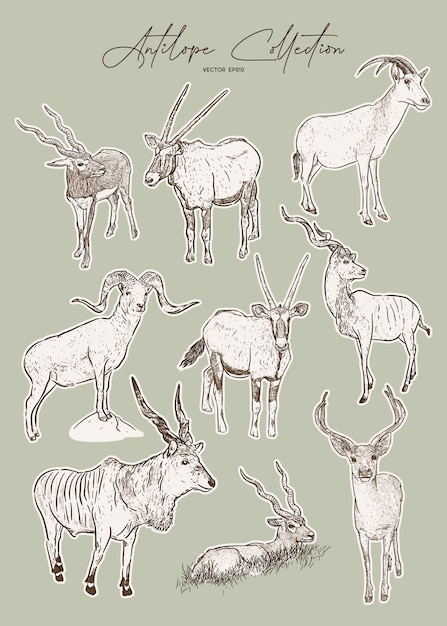 Vector set of antelopes, hand drawn sketch of animals