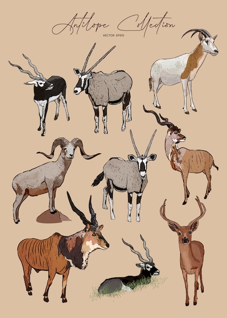 Set of antelopes, hand drawn sketch of animals