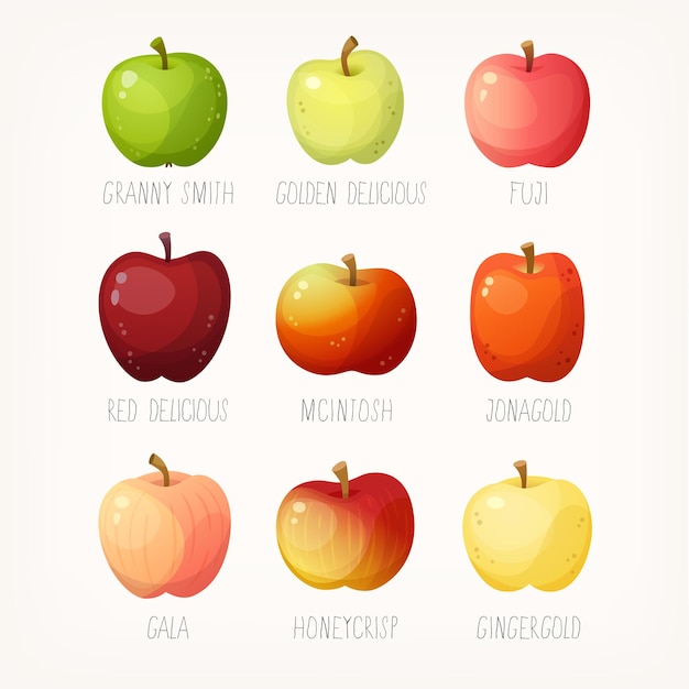 Set of apples with names Variety of fruit for different purposes