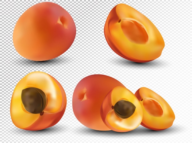 Set of apricot are whole and cut in half. Fresh fruit apricot on transparent space. Apricot from different angles. Nature product. Vector illustration