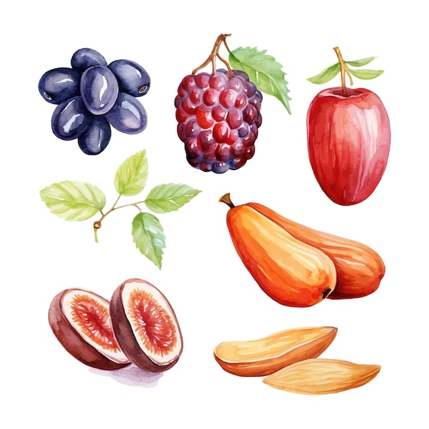 Set aquarel datum fruit clipart witte achtergrond