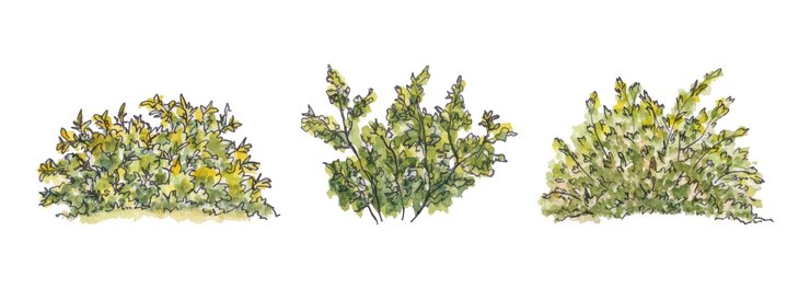 Set aquarel handgeschilderde groene struiken