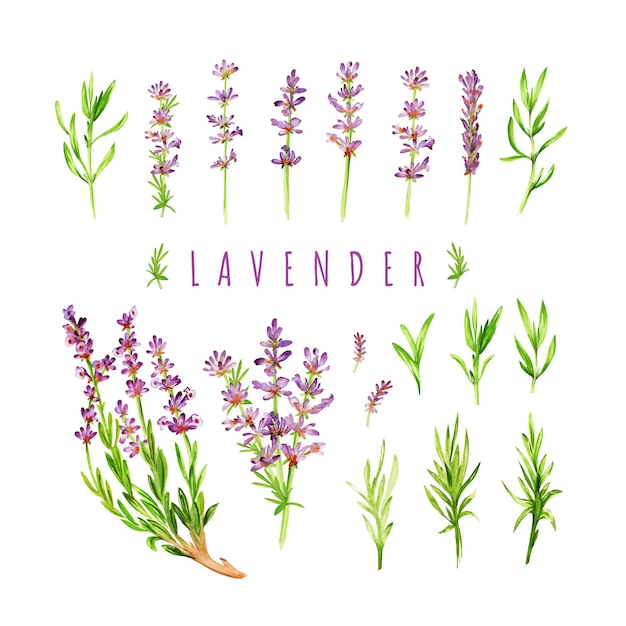 Set aquarel lavendel bloemen en bladeren elementen op een witte achtergrond