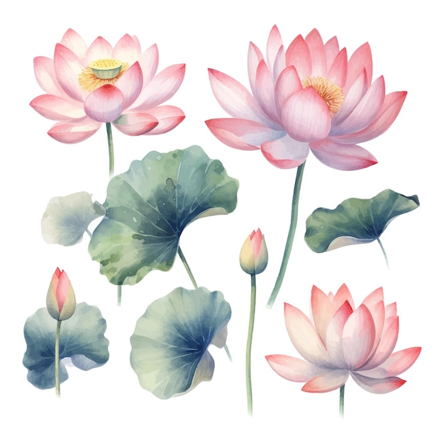 Vector set aquarel lotusbloemen clipart witte achtergrond