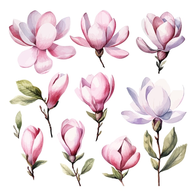 Set aquarel magnolia bloemen clipart witte achtergrond