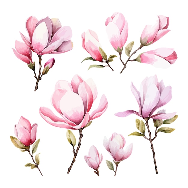 Set aquarel magnolia bloemen clipart witte achtergrond