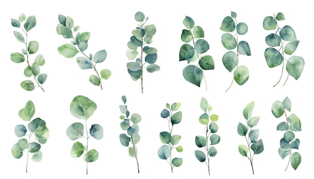 Set aquarel van eucalyptus bladeren elementen