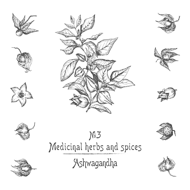 Set of Ashwagandha hand drawn patterns with berries lives roots and branch in black color on white background Retro vintage graphic design Botanical sketch drawing