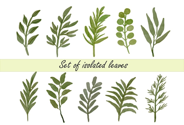 Set of assorted watercolor leaves