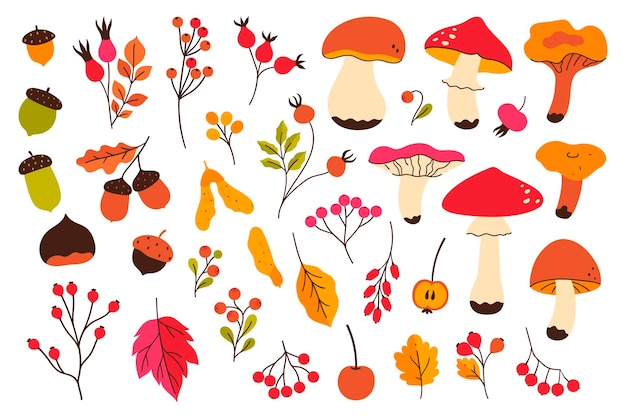 Set of autumn acorns berries mushrooms isolate on a white background Vector image