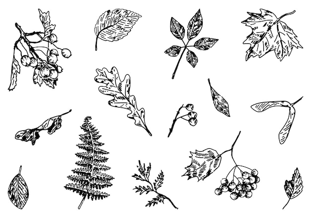 Set of autumn botany attributes Sketches of fallen leaves berry twigs Hand drawn vector illustrations Outline clipart collection isolated on white