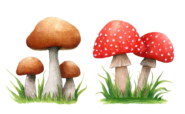 Набор осенних композиций с лесными грибами в траве. Подберезовики и мухомор, изолированные на белом фоне