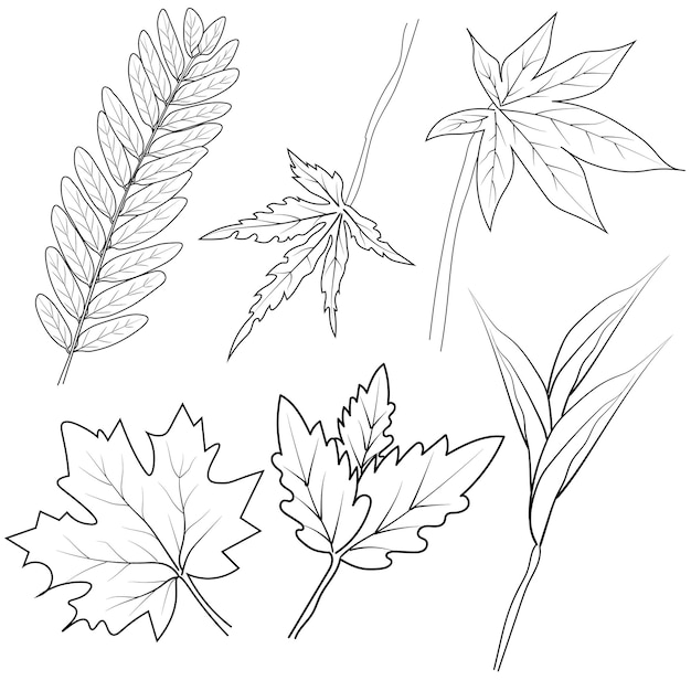 Set of autumn leaf coloring sheet autumn falling leaf lien drawings hand drawing leaves line art