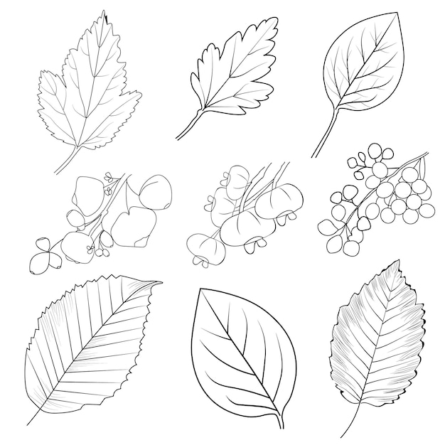 Set of autumn leaf vector art hello fall leaves coloring page September falling leaf illustration