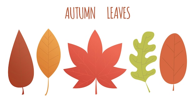 Набор осенних листьев разных цветов. плоский стиль иллюстрации. Кленовый лист, дубовый лист.