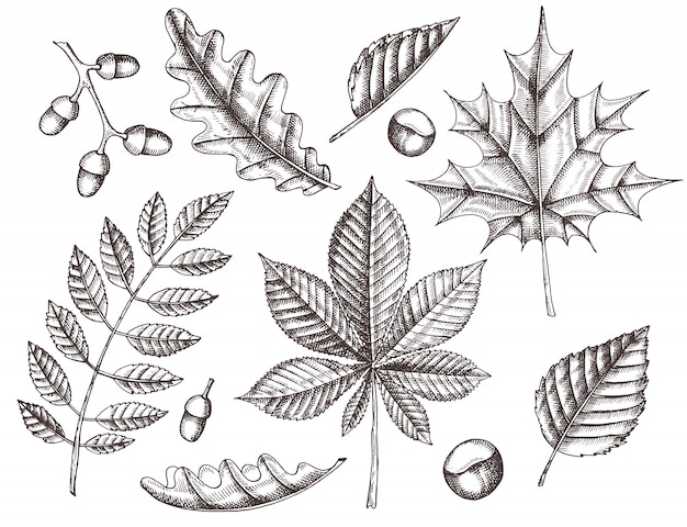 Set of autumn leaves. hand drawn leaves of maple, birch, chestnut, acorn, ash tree, oak. sketch. vintage