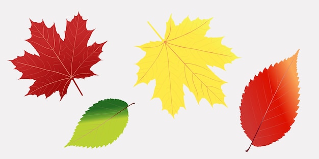 Set of autumn leaves isolated on white background high resolution