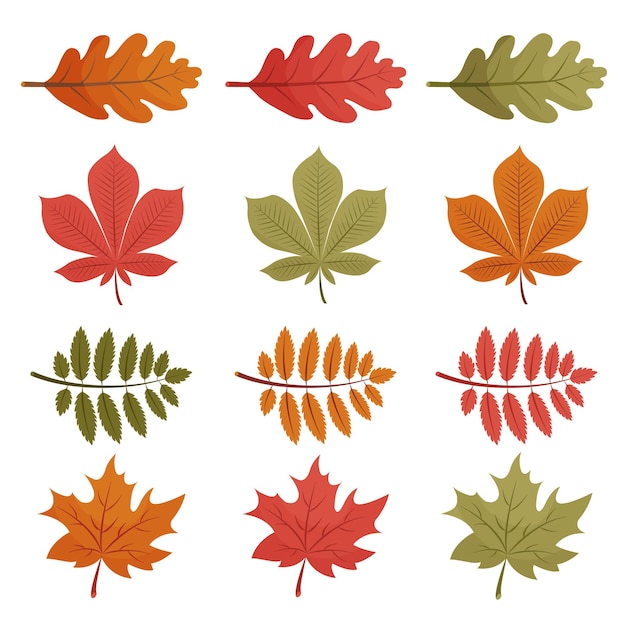 Set of autumn leaves Isolated on a white background