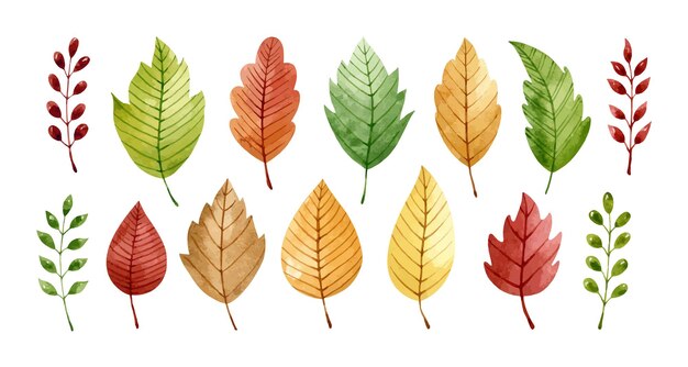 白で隔離される紅葉と小枝のセット