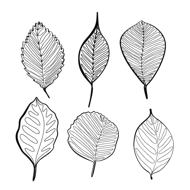 Set of autumn leaves Vector graphic doodle illustration