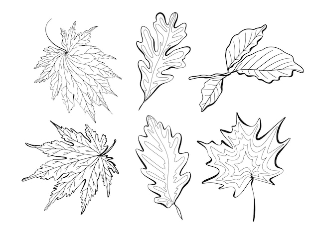 Set of autumn leaves Vector graphic doodle illustration