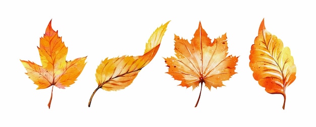 Set of autumn leaves watercolor vector isolated on white background