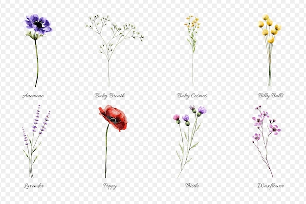 Vector set of baby flower watercolor