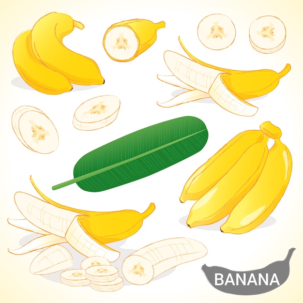 Vector set of banana in various styles vector format