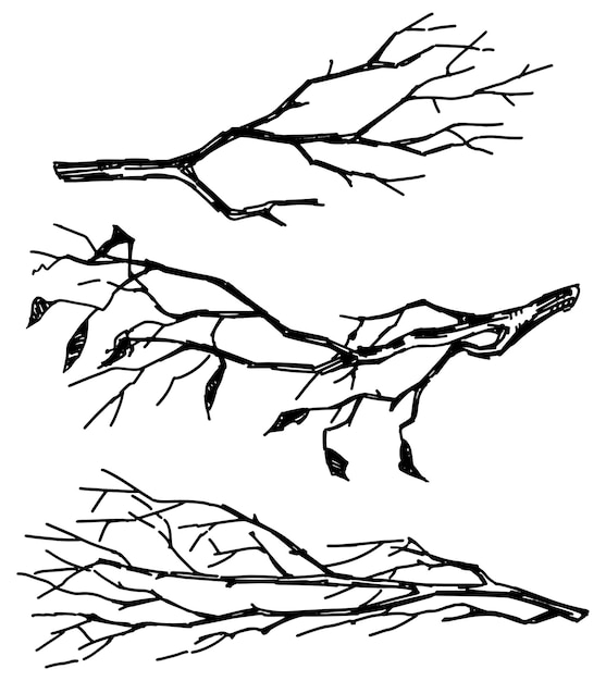벌거벗은 가지들의 집합 잎없는 나무 가지들의 스케치 손으로 그린 터 일러스트레이션 색에 고립된 클리파트 컬렉션의 윤