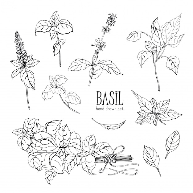 Set di pianta di basilico. collezione disegnata a mano di contorno. illustrazione.