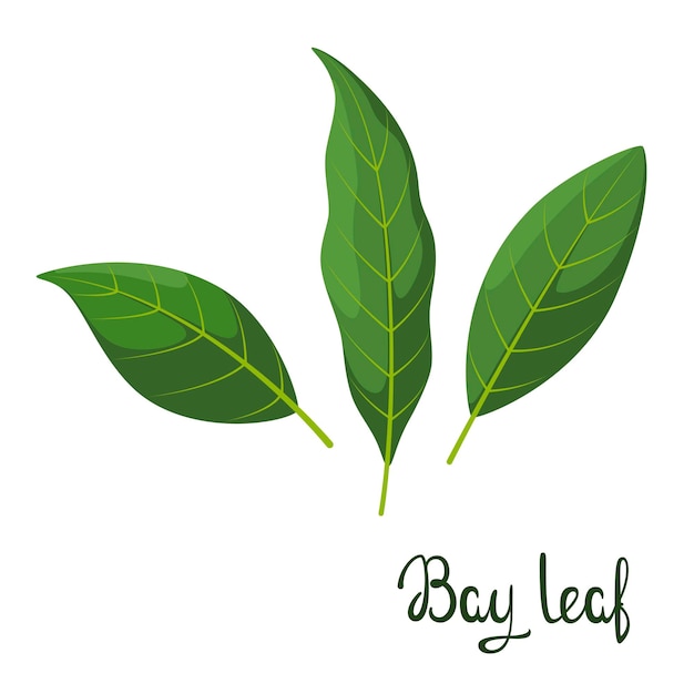 A set of bay leaves on a white background Herbs