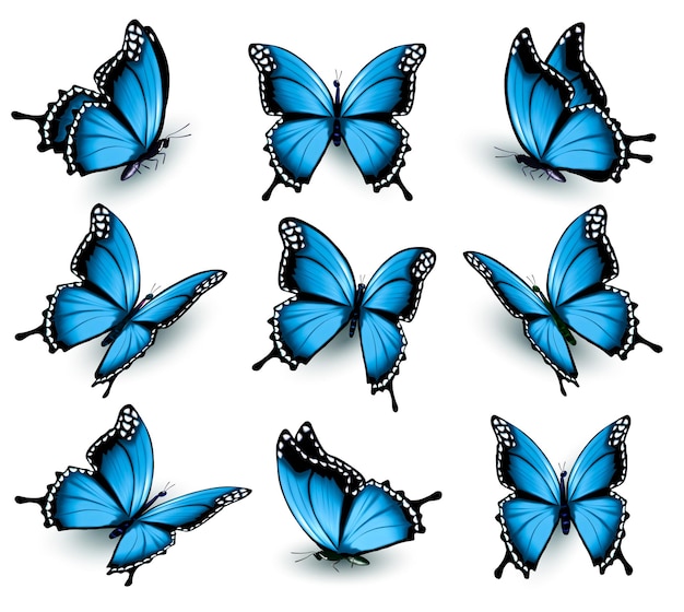 Vector set of beautiful blue butterflies. vector.