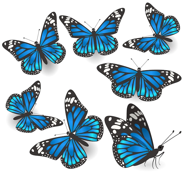 Vector set of beautiful blue butterflies